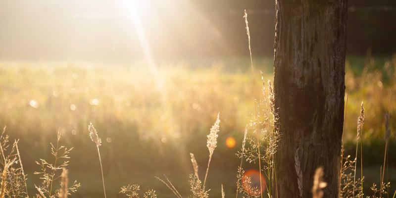 2024年软件开发与IT技术趋势解析：从AI编程到低代码革命