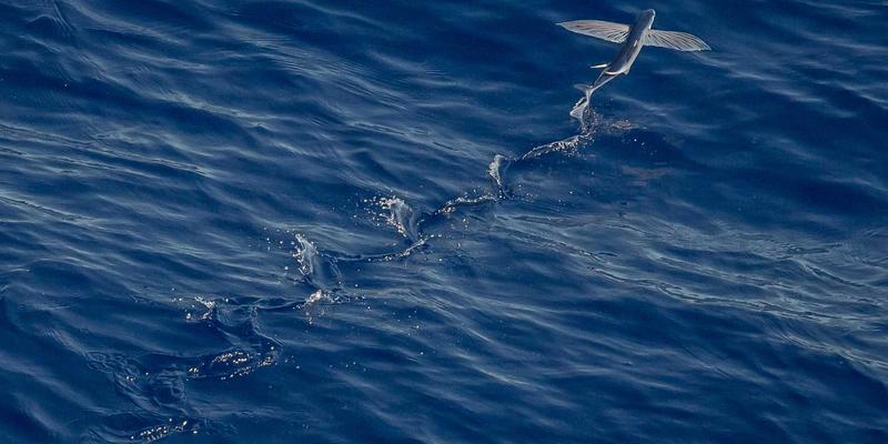 AI驱动的网络流量分析与异常检测：IT技术与软件开发的智能安全革命