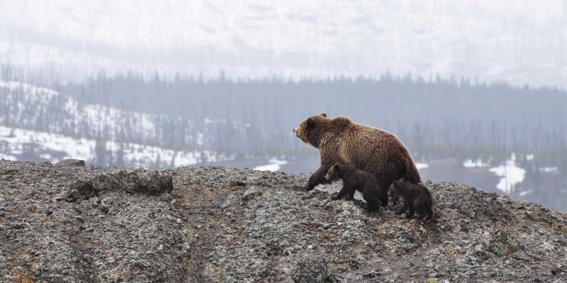 低地球轨道卫星互联网技术架构解析：从Starlink看全球网络接入革命与IT资源分享新机遇