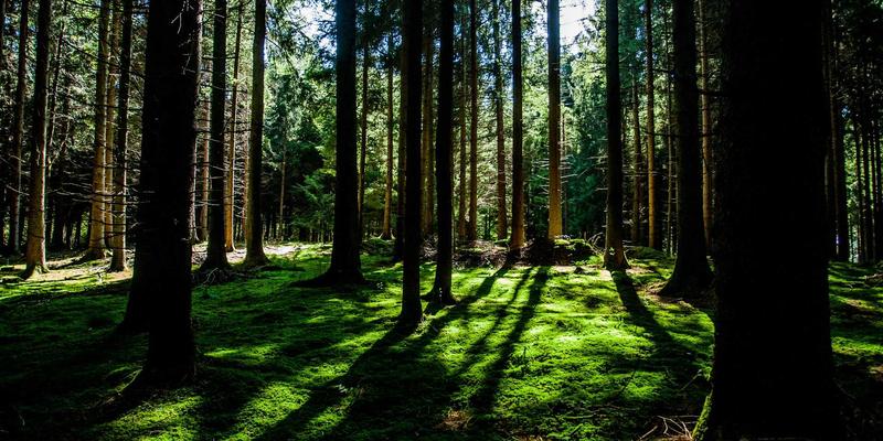 网络技术前景展望：从编程教程到软件开发的未来趋势