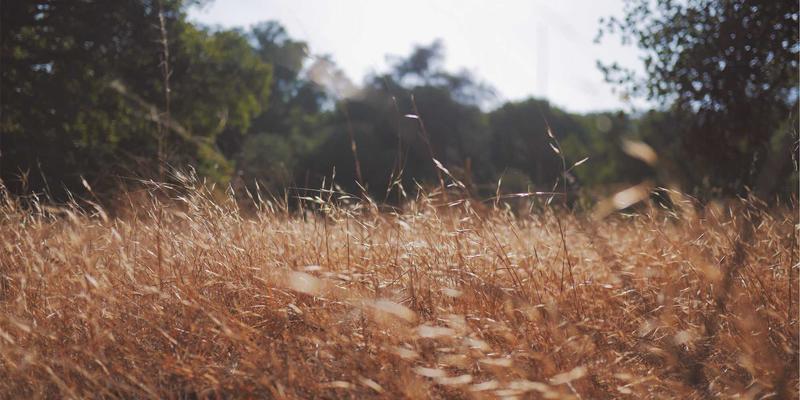 软件开发新范式：解析SDN在大型数据中心资源分享的困境与突破